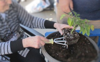 Plantation de tomates