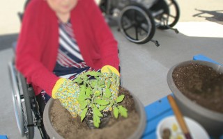 Plantation de tomates