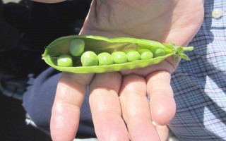 La récolte du jardin