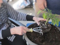 Plantation de tomates