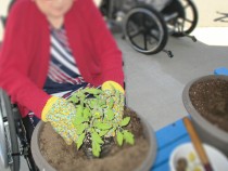 Plantation de tomates